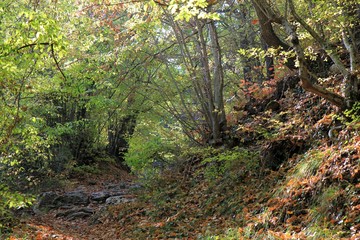 Forest in the vicinity of Varna (Bulgaria) in October