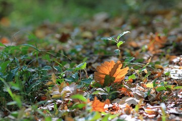 Fallen dry leaf in the grass in the autumn forest