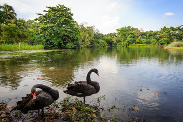 shots of black swans on lake in forest