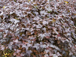leaves of red shrub in autumn