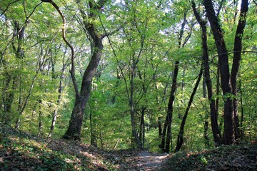 Fototapeta premium Forest in the vicinity of Varna (Bulgaria) in October