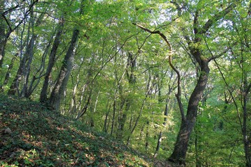 Fototapeta premium Forest in the vicinity of Varna (Bulgaria) in October