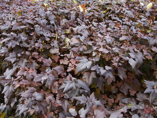 leaves of red shrub in autumn