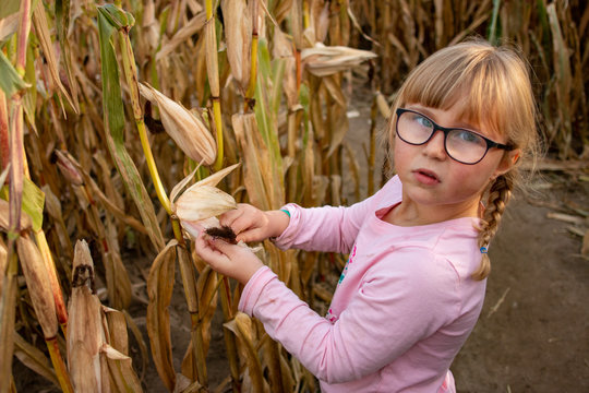 Little Girl Exploring A Corn Maze In Autumn. Fun Seasonal Family Activity