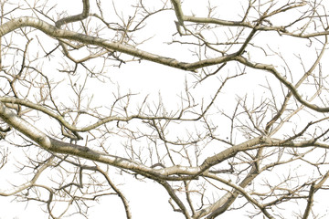 Intricate Tree Branches Isolated Photo
