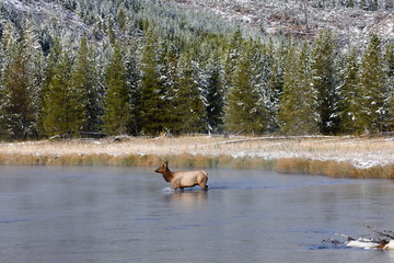 Wapiti deer in Yellostone National park USA