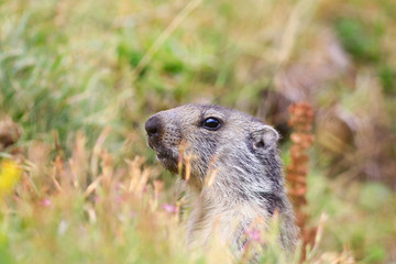 Portrait d'une marmotte