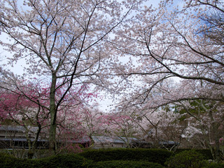 京都_勝持寺_桜