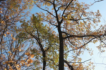 yellow tree in autumn