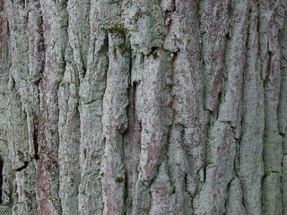 the trunk of an old oak with bark and green moss