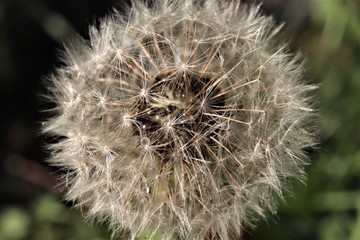 Dandelion