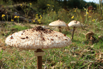 Gemeiner Riesenschirmling, macrolepiota procera