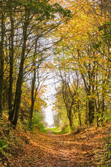 Fototapeta premium Way by trees in Autumn