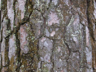 the stem bark of old pine