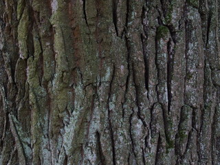 the bark of an old oak tree with moss