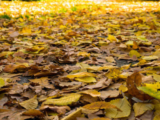 Autumn colors. Leaves in the park