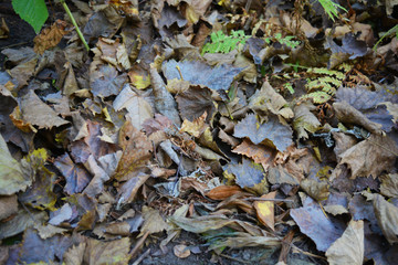 Autumn background, dry brown and yellow leaves of grapes lying bunch on the ground.