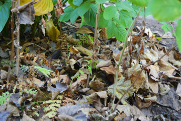 Autumn background, dry brown and yellow leaves of grapes lying bunch on the ground.