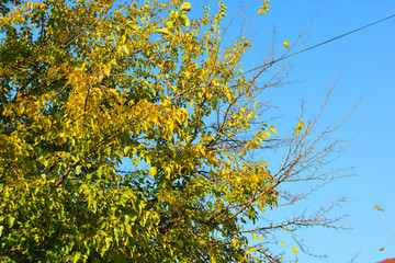 Autumn time, a beautiful bright green mulberry tree with yellow leaves against a bright blue sky and sun.