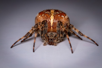 European garden spider