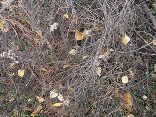 dry twigs-brushwood