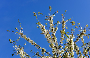 Spring blossom seen on a type of rare Cherry Tree against a clear blue sky.