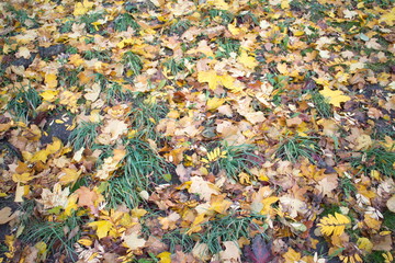 Yellow leaves on the ground in autumn day