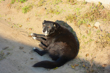 A black dog with a white collar and white paws lies on the sand. A dog named Chernysh (Bug) is basking in the rays of the warm autumn sun. A roaming street dog, without a master, which we feed.