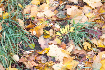 Yellow leaves on the ground in autumn day