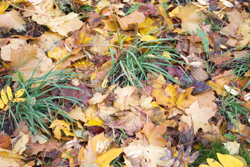 Yellow leaves on the ground in autumn day
