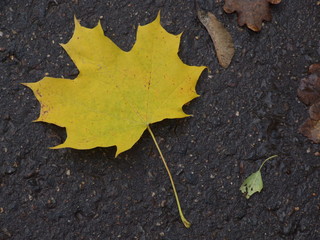 maple leaf on wet asphalt