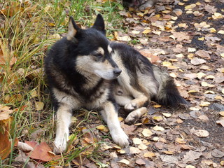 stray dog resting in autumn