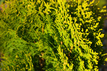 Branches and scaly leaves of a cypress plant. Thuja species orientalis Aurea Nana, arborvitaes, thujas or cedars in the light of the bright autumn sun.