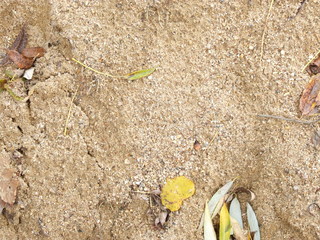 sand with autumn leaves