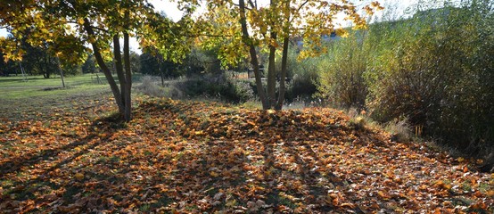 Autumnal Impressions from Falkensee in Brandenburg, near Berlin Spandau on October 20, 2019, Germany