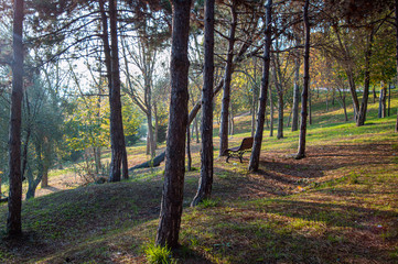 Obraz premium bench in park during autumn time