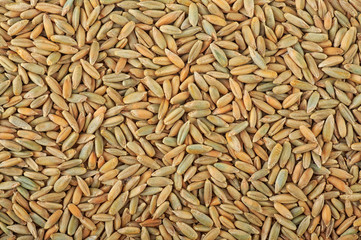 Rye grain as background texture, top view.