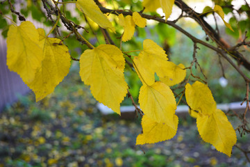 Bright yellow and green large autumn leaves of mulberry hanging on the branches of a large tree.