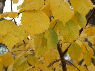 yellow hazel leaves in autumn