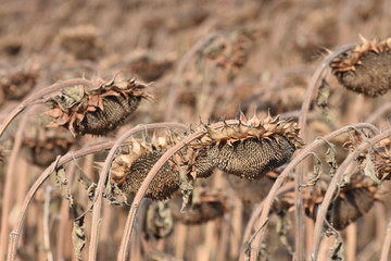 Field with dried ripe sunflowers. Harvesting sunflowers.