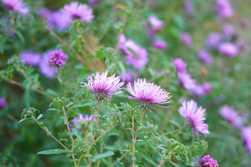 Beautiful and vibrant violet flowers of the september are tall with small buds, Virgin aster, New Belgian aster. Small and colorful flowers throughout the flower bush.