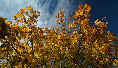 Autumnal Impressions from Falkensee in Brandenburg, near Berlin Spandau on October 20, 2019, Germany