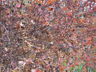 red foliage of trees in autumn