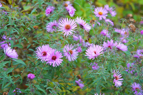 Beautiful and vibrant violet flowers of the september are tall with small buds, Virgin aster, New Belgian aster. Small and colorful flowers throughout the flower bush.