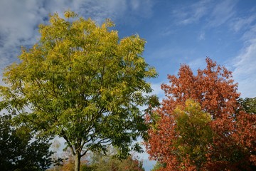 Fototapeta premium Autumnal Impressions from Falkensee in Brandenburg, near Berlin Spandau on October 20, 2019, Germany