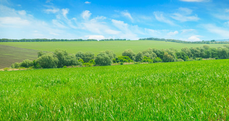 Green field and blue sky. Agricultural landscape. Wide photo.