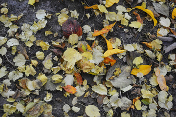 Autumn yellow peach leaves, dry leaves of viburnum and yellowed leaves of apple trees are located on black chernozem, earth.