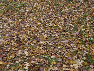 yellow autumn leaves on the ground