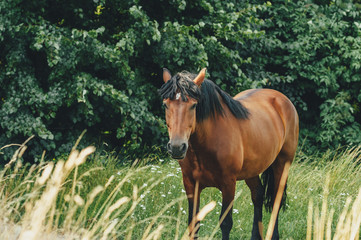 The horse is brown, on the background, green trees and grass.