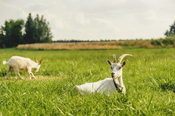 Obraz premium White Goats graze in green grass against the background of trees and the sky.
